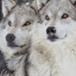 Meet your Posher, Alyson